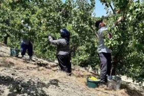 Bağırsakları makine gibi çalıştırıyor! Vücudu C vitamini ve demire boğan mucize meyve