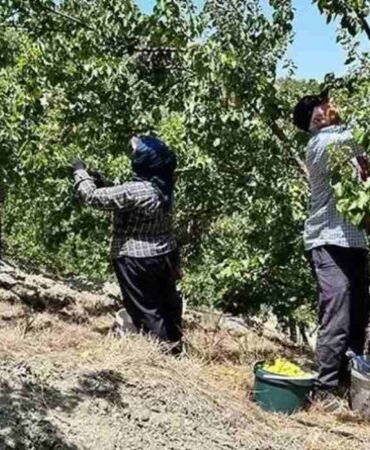 Bağırsakları makine gibi çalıştırıyor! Vücudu C vitamini ve demire boğan mucize meyve