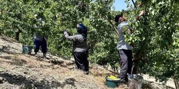 Bağırsakları makine gibi çalıştırıyor! Vücudu C vitamini ve demire boğan mucize meyve