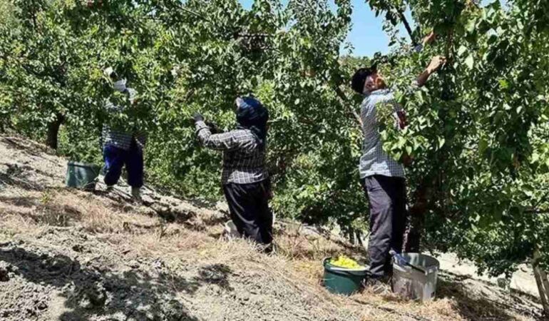 Bağırsakları makine gibi çalıştırıyor! Vücudu C vitamini ve demire boğan mucize meyve