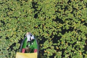 Beyşehir Gölü'nde açan nilüferler, suyun üstünü çiçek bahçesine çevirdi