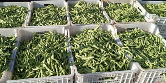 Fasulyenin faydaları nelerdir? Fasulye tüketmenin avantajları ve etkileri