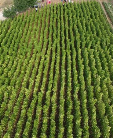 Bilecik'te barbunya hasadı devam ediyor