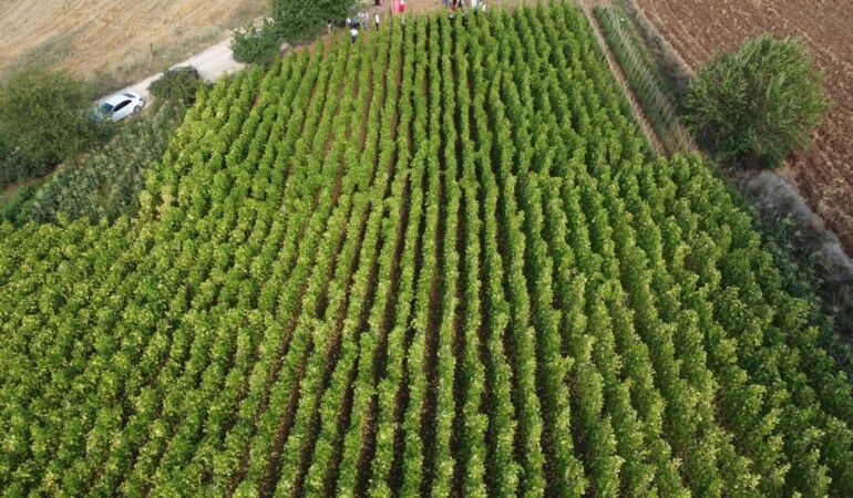 Bilecik’te barbunya hasadı devam ediyor