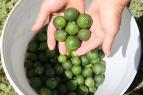 Bodrum'da yeşil mandalina hasadı başladı