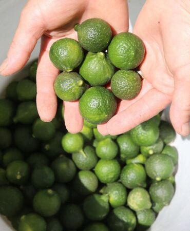 Bodrum'da yeşil mandalina hasadı başladı