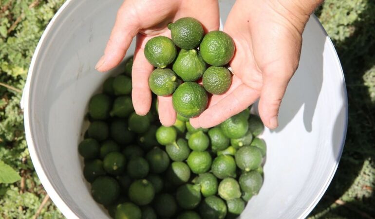 Bodrum’da yeşil mandalina hasadı başladı
