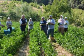 Bozdoğan'da hasadı başladı Dekar başı 80 bin TL kazandırıyor....