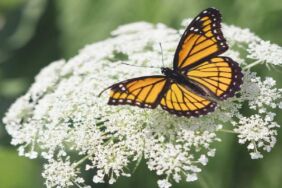 Burcuna göre taşıdığın hayvanın güzelliği_ Burçlar ve temsilcileri