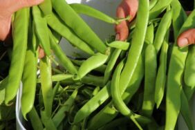 Bursa'da taze fasulye üreticisi isyan etti!