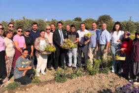 Çanakkale'de süs bitkisi üretiminde hasat başladı