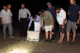 Caretta caretta ve yeşil deniz kaplumbağalarının yolculuğu başladı