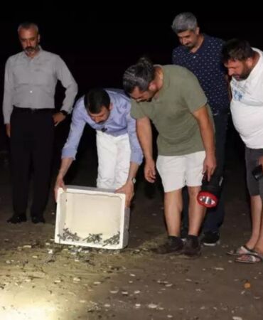 Caretta caretta ve yeşil deniz kaplumbağalarının yolculuğu başladı