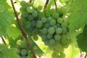 'Çavuş üzümü' ve 'maniye domatesi' nde hasat başladı (2)