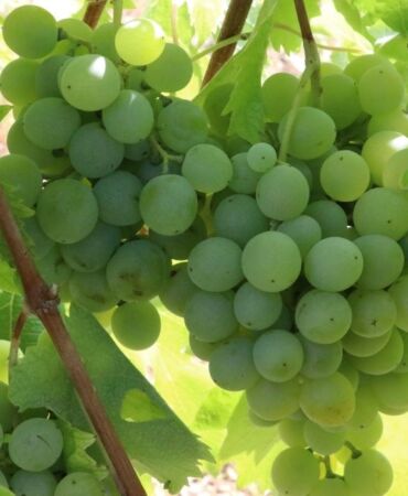 'Çavuş üzümü' ve 'maniye domatesi' nde hasat başladı (2)