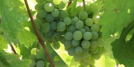 Üzümün faydaları nelerdir? Üzüm tüketmenin avantajları ve etkileri