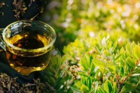 Çay ağacı yağı nasıl yapılır Çay ağacı yağı ne işe yarar, faydaları nelerdir