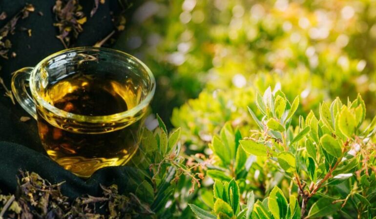 Çay ağacı yağı nasıl yapılır Çay ağacı yağı ne işe yarar, faydaları nelerdir