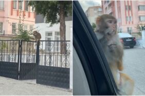 Çorum'da bir vatandaşa maymun saldırdı