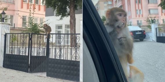 Çorum’da bir vatandaşa maymun saldırdı