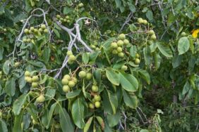 Çorum'da ceviz üreticileri geçen yılki verim kaybını telafi etmeye hazırlanıyor