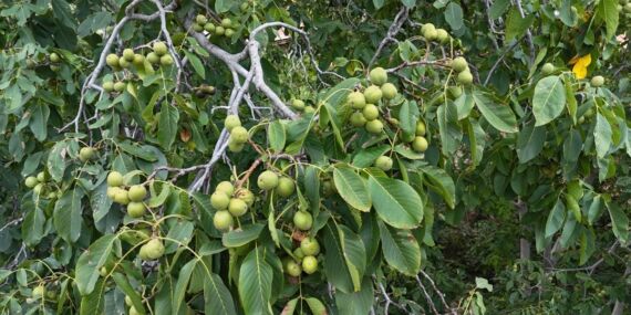 Çorum’da ceviz üreticileri geçen yılki verim kaybını telafi etmeye hazırlanıyor