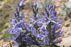 Denizli'de yeni bir bitki türü keşfedildi