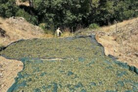 Diyarbakır'da Operasyon 2 milyon 715 bin kök kenevir ele geçirildi!