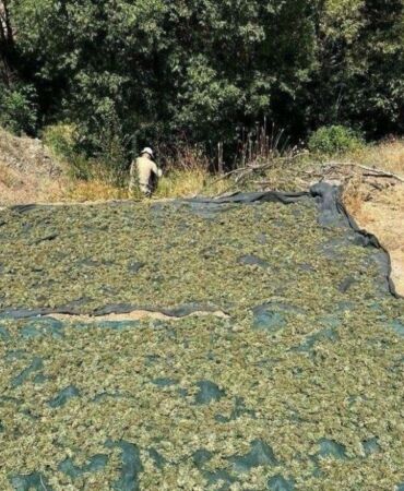 Diyarbakır'da Operasyon 2 milyon 715 bin kök kenevir ele geçirildi!