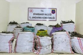 Diyarbakır'da son 1 haftada 6 milyonu aşkın kök kenevir ele geçirildi