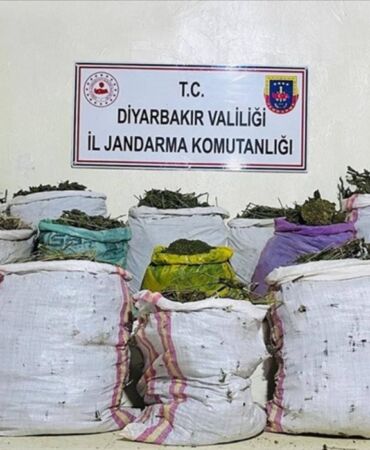 Diyarbakır'da son 1 haftada 6 milyonu aşkın kök kenevir ele geçirildi