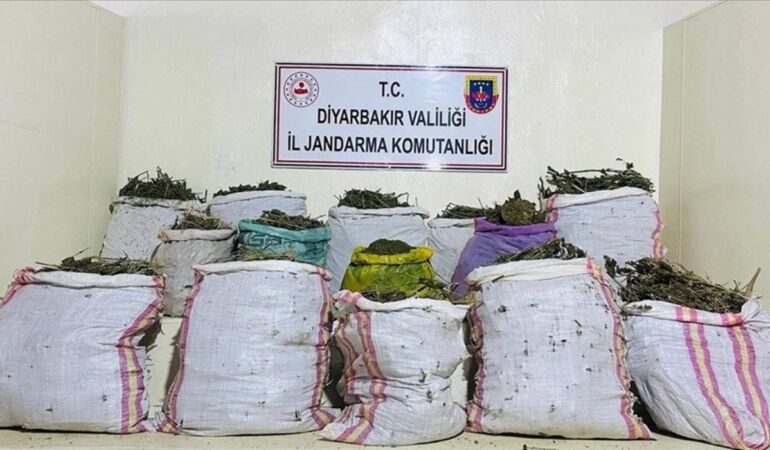 Diyarbakır'da son 1 haftada 6 milyonu aşkın kök kenevir ele geçirildi