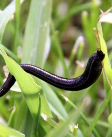 Doğadan toplanan sülüklerin hastalık bulaştırma riski var