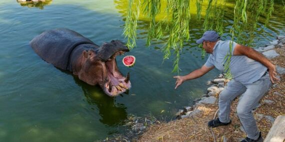 Doğal Yaşam Parkı’ndaki hayvanlar, çiftçinin bağışladığı karpuzları yedi