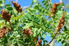 Ekilmiyor, gübrelenmiyor, sulanmıyor! Hasadı geleneksel yöntemler ile yapılıyor_ Yemeklerin vazgeçilmezi...