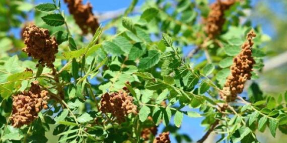Ekilmiyor, gübrelenmiyor, sulanmıyor! Hasadı geleneksel yöntemler ile yapılıyor: Yemeklerin vazgeçilmezi…