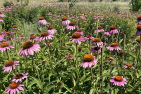 Ekinezya Trakya çiftçisine alternatif tarım ürünü oluyor