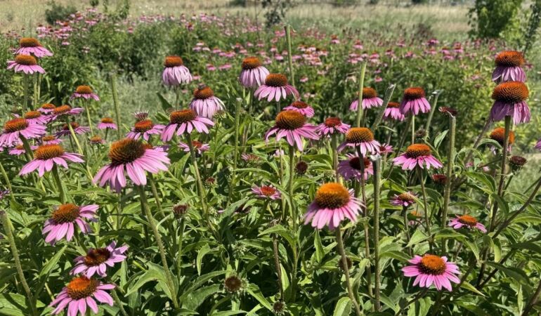 Ekinezya Trakya çiftçisine alternatif tarım ürünü oluyor