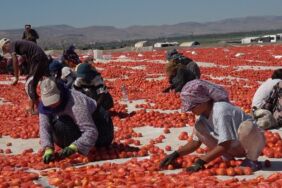 Erciyes'in eteklerinde kurutulan domatesler 10 ülkeye ihraç ediliyor