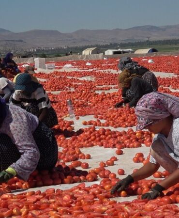 Erciyes'in eteklerinde kurutulan domatesler 10 ülkeye ihraç ediliyor