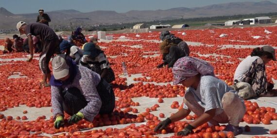 Erciyes’in eteklerinde kurutulan domatesler 10 ülkeye ihraç ediliyor