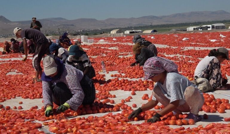 Erciyes’in eteklerinde kurutulan domatesler 10 ülkeye ihraç ediliyor