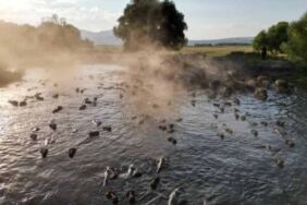 Fotoğrafçıların yeni gözdesi... Erciyes'in eteklerinde 'manda' banyosu