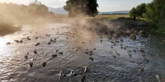 Fotoğrafçıların yeni gözdesi… Erciyes’in eteklerinde ‘manda’ banyosu