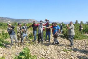 Gaziantep’te halay çekerek üzüm hasadı başlattılar