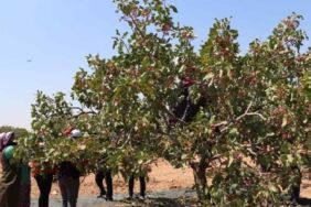 Gaziantep'te hasat telaşı başladı_ Günün ilk ışıkları ile yola çıkıyorlar! Son yılların en yüksek rekoltesi bekleniyor...