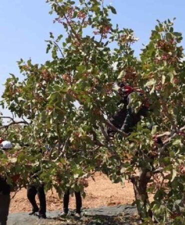 Gaziantep'te hasat telaşı başladı_ Günün ilk ışıkları ile yola çıkıyorlar! Son yılların en yüksek rekoltesi bekleniyor...