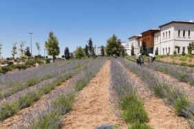 Gençler yatırımlarıyla 3 yılda 1,5 ton hasat elde etti!