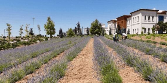 Gençler yatırımlarıyla 3 yılda 1,5 ton hasat elde etti!