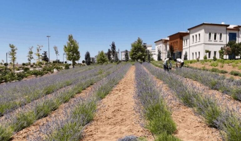 Gençler yatırımlarıyla 3 yılda 1,5 ton hasat elde etti!
